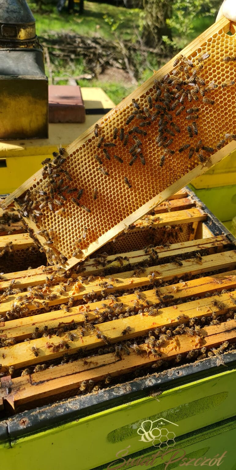 Jak Założyć Pasiekę Hodowla Pszczół Krok Po Kroku Świat Pszczół Miody Prosto Od 5583